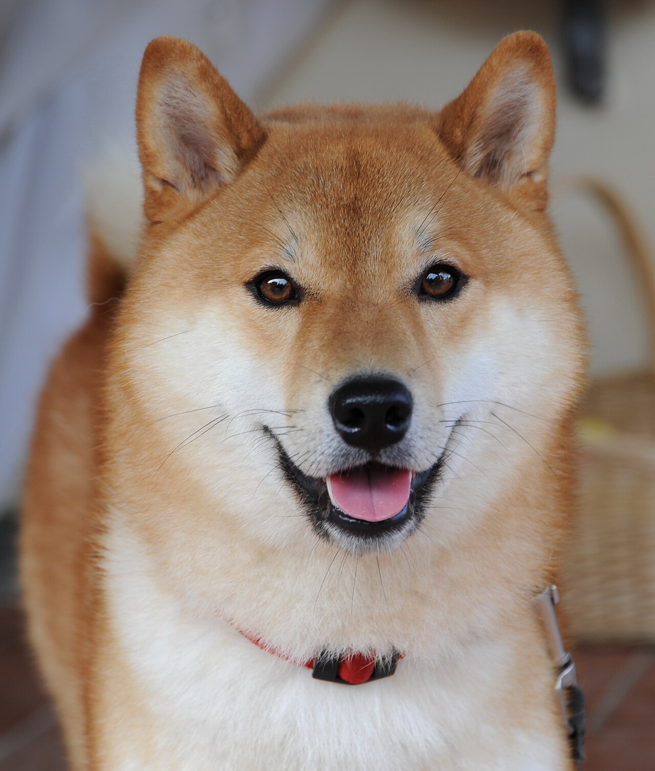 柴犬の看板犬